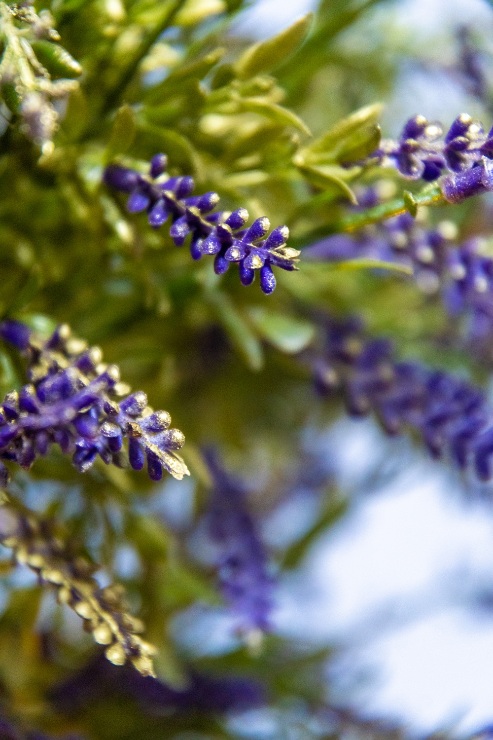 Lavanda